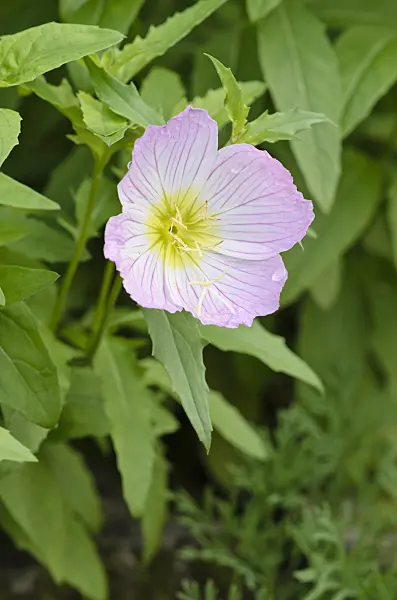 524164 - Onagre rosée (Oenothera speciosa)
