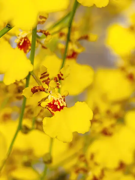 434253 - Oncidium