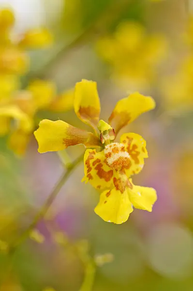 474219 - Oncidium pulvinatum