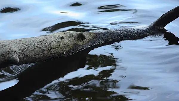 501138 - Ondulations dans l'eau sur un tronc d'arbre abattu