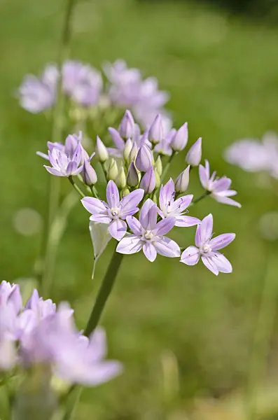 533230 - One-leaf onion (Allium uniflorum)