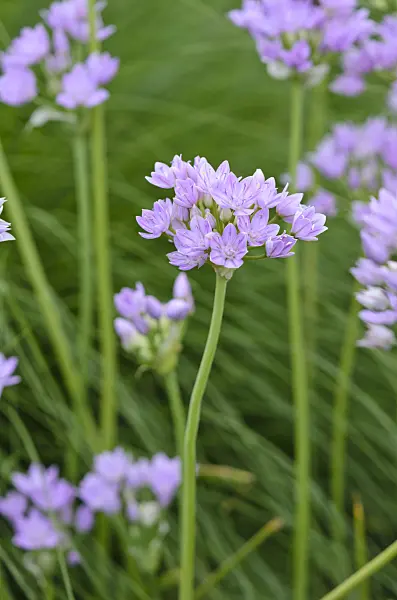 533620 - One-leaf onion (Allium uniflorum)