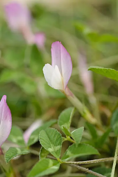 482059 - Oneflower clover (Trifolium uniflorum)