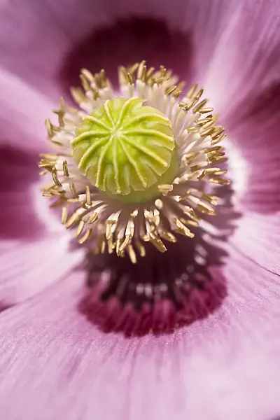430218 - Opium poppy (Papaver somniferum)