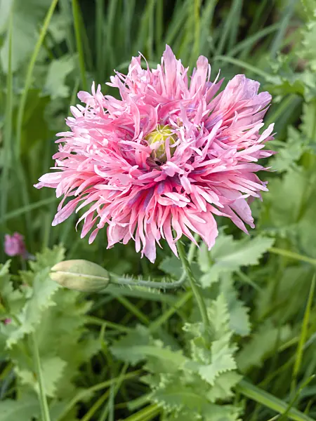 439010 - Opium poppy (Papaver somniferum)