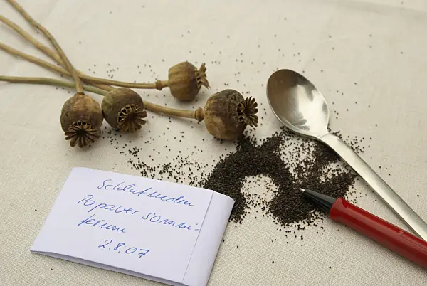 456016 - Opium poppy (Papaver somniferum)