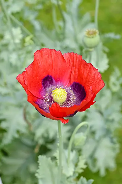 474121 - Opium poppy (Papaver somniferum)