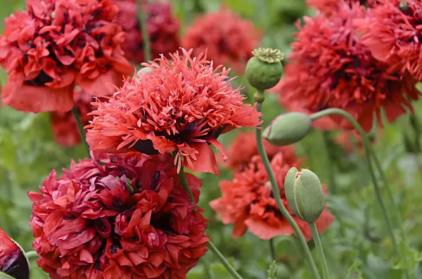 497312 - Opium poppy (Papaver somniferum)
