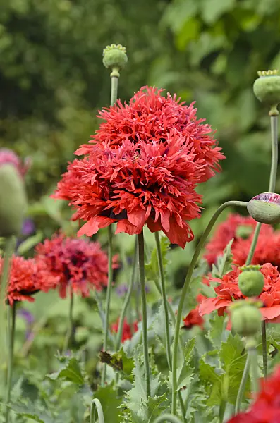 497313 - Opium poppy (Papaver somniferum)