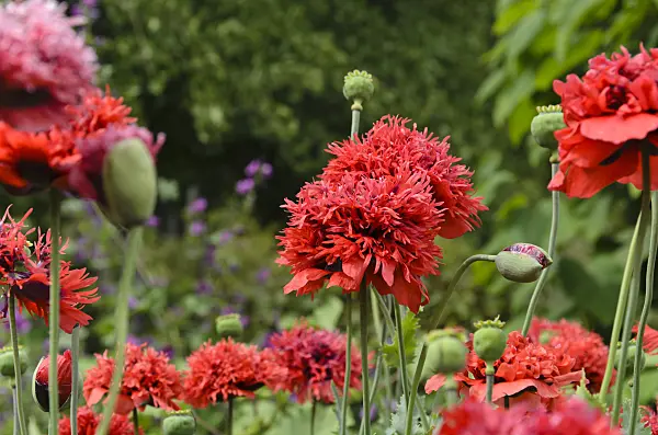 497314 - Opium poppy (Papaver somniferum)