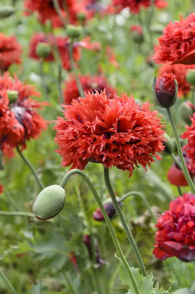 497315 - Opium poppy (Papaver somniferum)