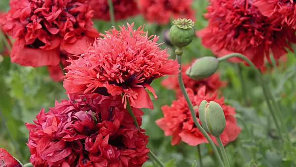 497323 - Opium poppy (Papaver somniferum)
