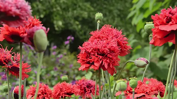 497324 - Opium poppy (Papaver somniferum)