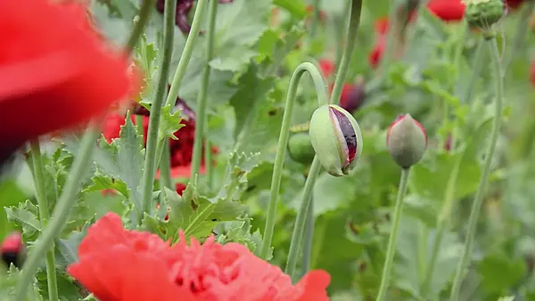 497325 - Opium poppy (Papaver somniferum)