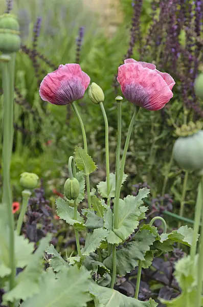 497347 - Opium poppy (Papaver somniferum)