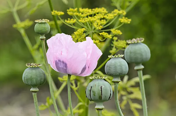 521349 - Opium poppy (Papaver somniferum)