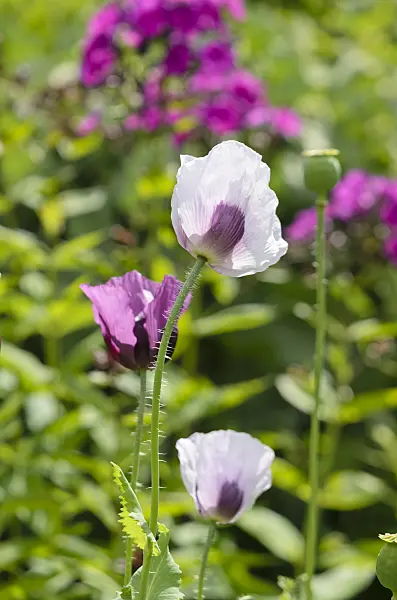 534111 - Opium poppy (Papaver somniferum)