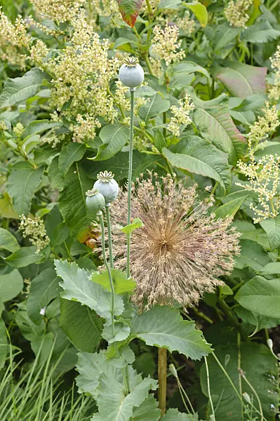 474184 - Opium poppy (Papaver somniferum) and giant allium (Allium Globemaster)