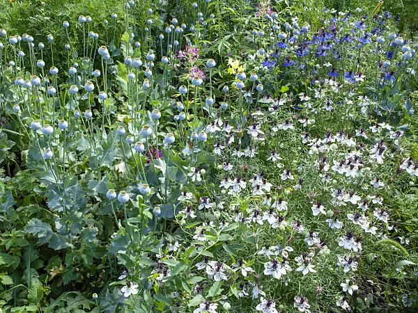 463110 - Opium poppy (Papaver somniferum) and love-in-a-mist (Nigella damascena)