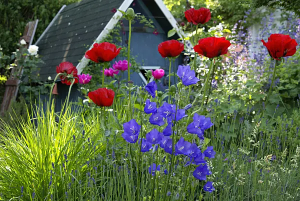 452120 - Opium poppy (Papaver somniferum) and peach-leaved bellflower (Campanula persicifolia)