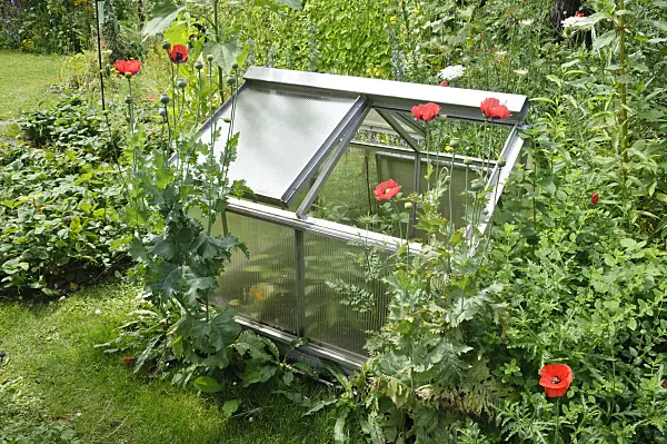 474122 - Opium poppy (Papaver somniferum) in front of a cold frame