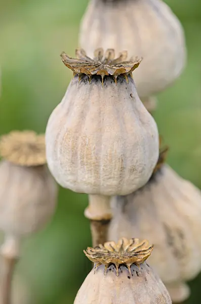 534457 - Opium poppy (Papaver somniferum 'Mieszko')