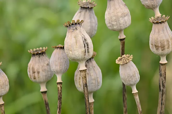 534458 - Opium poppy (Papaver somniferum 'Mieszko')