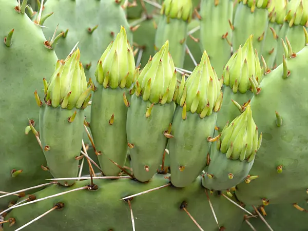 426300 - Oponce (Opuntia phaeacantha var. gigantea)