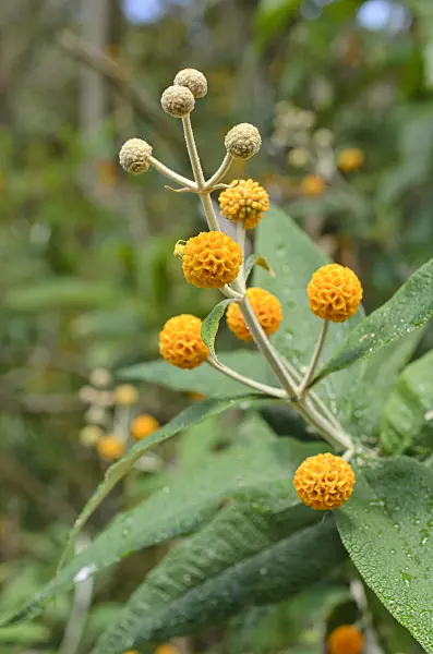 508445 - Orange ball buddleja (Buddleja globosa)