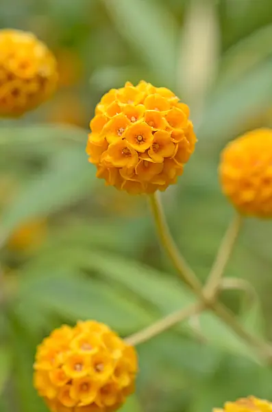 508494 - Orange ball buddleja (Buddleja globosa)