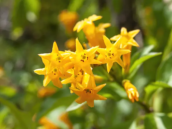 439201 - Orange cestrum (Cestrum aurantiacum)