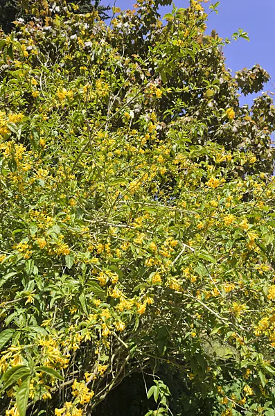508412 - Orange cestrum (Cestrum aurantiacum)