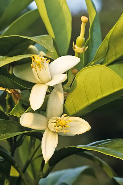 382024 - Orange (Citrus sinensis)