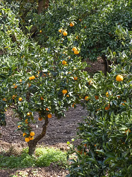 424054 - Orange (Citrus sinensis)