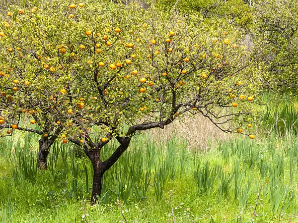 424082 - Orange (Citrus sinensis)