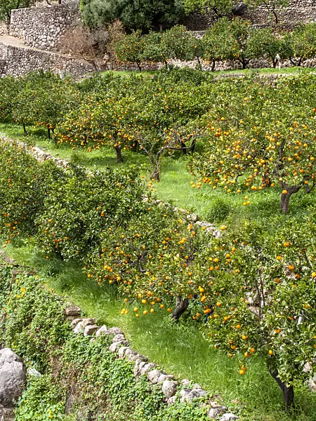 424083 - Orange (Citrus sinensis), Sóller, Majorca, Spain