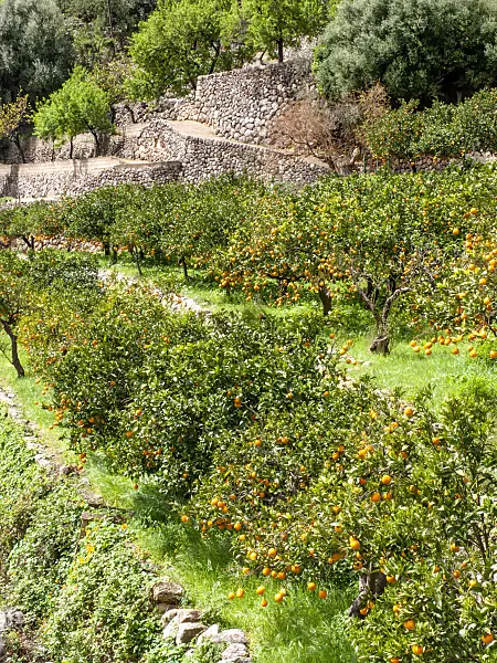424084 - Orange (Citrus sinensis), Sóller, Majorca, Spain