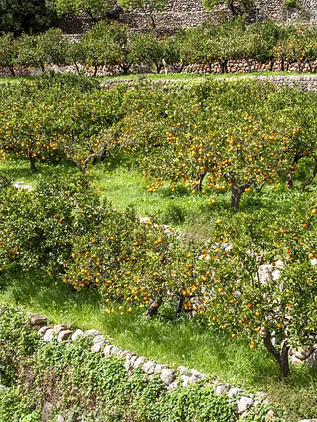 424085 - Orange (Citrus sinensis), Sóller, Majorca, Spain