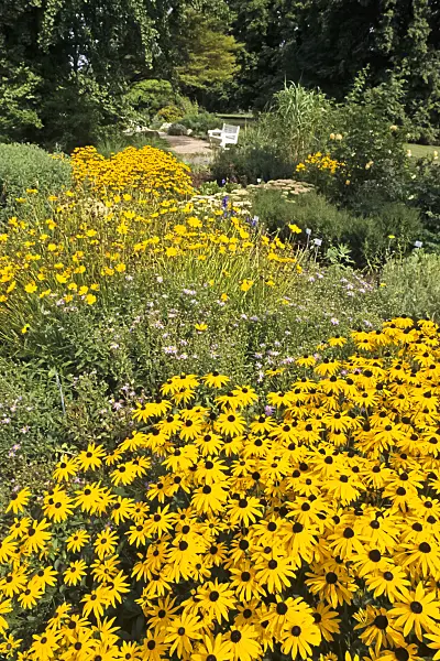 368033 - Orange cone flower (Rudbeckia fulgida)