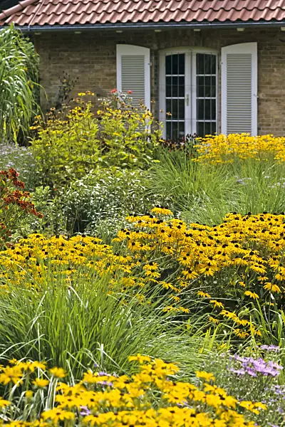 368036 - Orange cone flower (Rudbeckia fulgida)