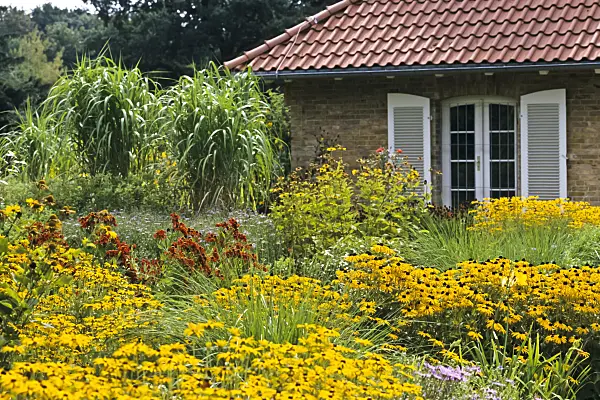 368037 - Orange cone flower (Rudbeckia fulgida)