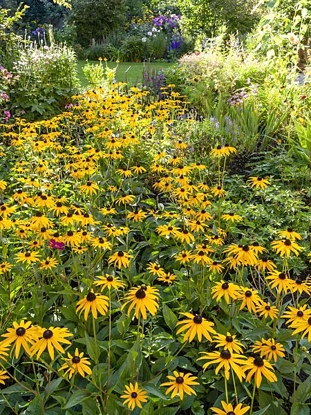 428304 - Orange cone flower (Rudbeckia fulgida)