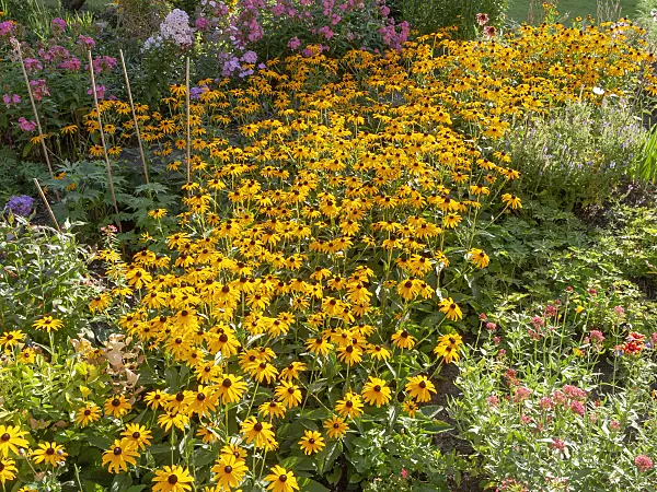 440007 - Orange cone flower (Rudbeckia fulgida)