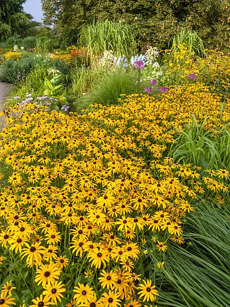 451038 - Orange cone flower (Rudbeckia fulgida)