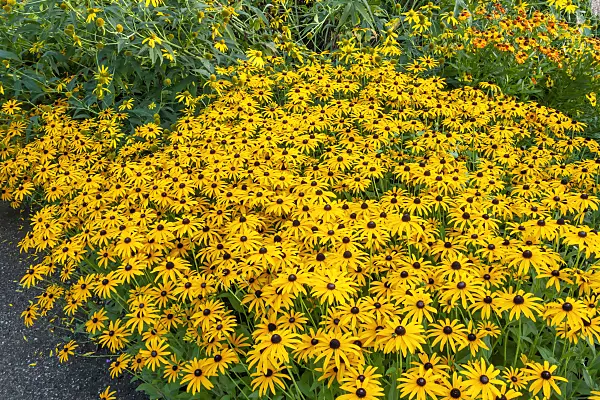 452068 - Orange cone flower (Rudbeckia fulgida)