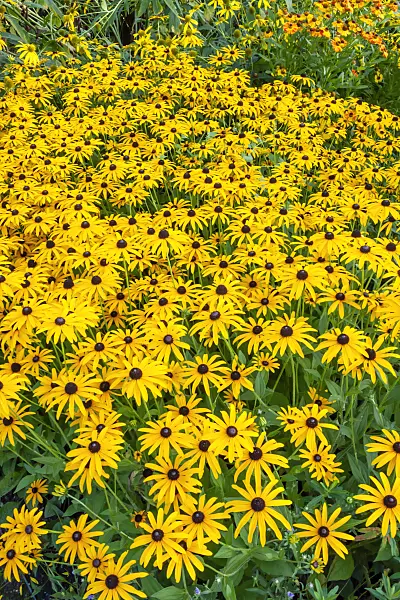 452069 - Orange cone flower (Rudbeckia fulgida)