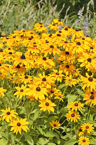 487058 - Orange cone flower (Rudbeckia fulgida)