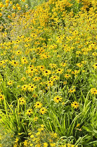 487259 - Orange cone flower (Rudbeckia fulgida)