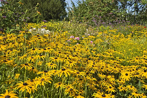 511124 - Orange cone flower (Rudbeckia fulgida)