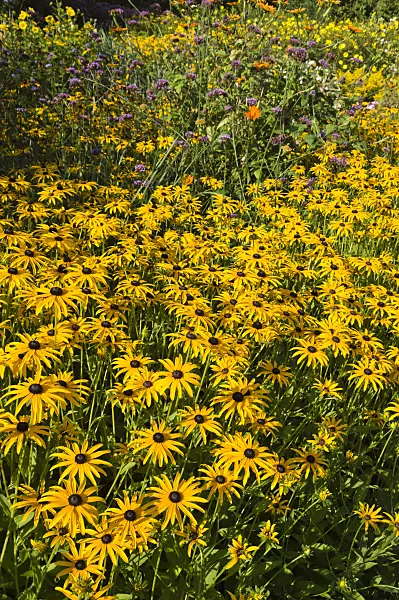 511126 - Orange cone flower (Rudbeckia fulgida)